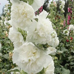 outsidepride perennial alcea rosea chaters double white hollyhock garden flower climbing vine plants – 100 seeds