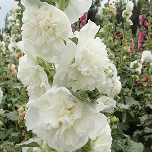 Outsidepride Perennial Alcea Rosea Chaters Double White Hollyhock Garden Flower Climbing Vine Plants - 100 Seeds