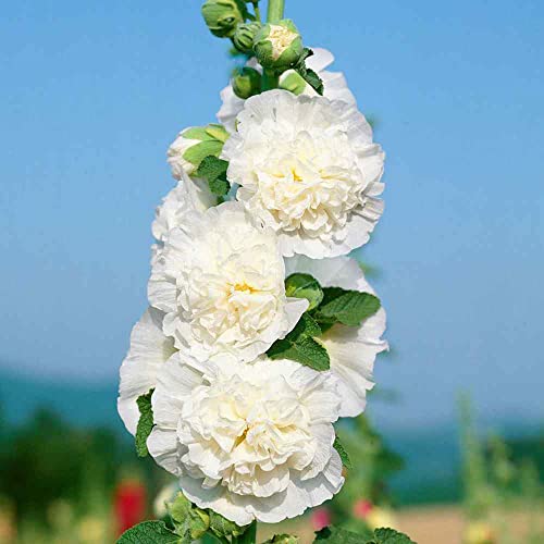Outsidepride Perennial Alcea Rosea Chaters Double White Hollyhock Garden Flower Climbing Vine Plants - 100 Seeds