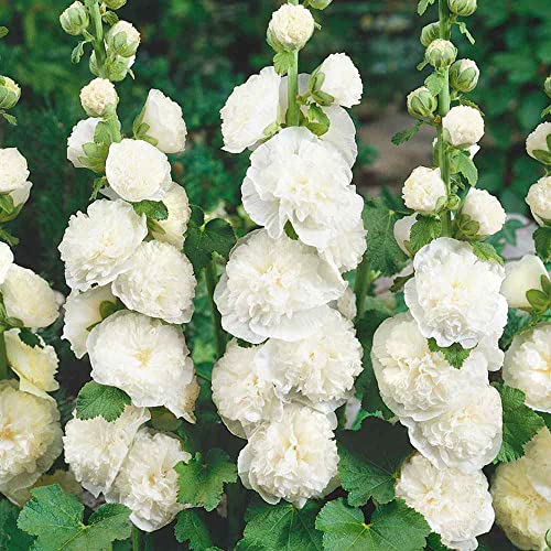 Outsidepride Perennial Alcea Rosea Chaters Double White Hollyhock Garden Flower Climbing Vine Plants - 100 Seeds