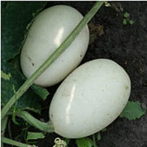 nest egg gourds seeds (20+ seeds) | non gmo | vegetable fruit herb flower seeds for planting | home garden greenhouse pack