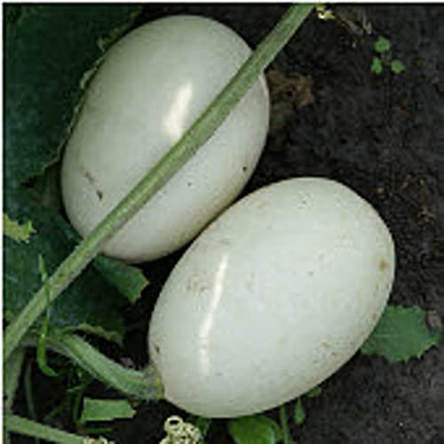 Nest Egg Gourds Seeds (20+ Seeds) | Non GMO | Vegetable Fruit Herb Flower Seeds for Planting | Home Garden Greenhouse Pack