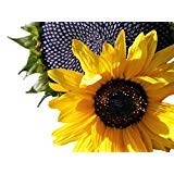 black oil sunflower seeds – helianthus annuus – c6 (135 seeds, 1/4 oz)