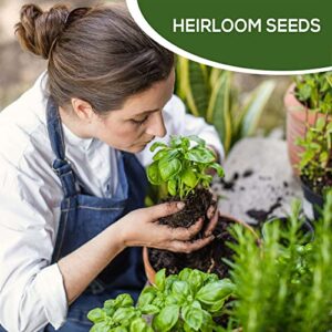 20 Most Needed Spice Seeds for Home Gardening - Kitchen & Culinary Herb Plant Seeds for Indoor, Outdoor, and Hydroponic Growing, Including Basil, Parsley, Rosemary, Mint & More