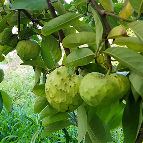 QAUZUY GARDEN 5 Seeds Cherimoya Custard Apple Seeds Annona Cherimola - Organic Delicious Sweet Juicy White Fleshed Tropical Exotic Fruit - Easy Grow & Harvest
