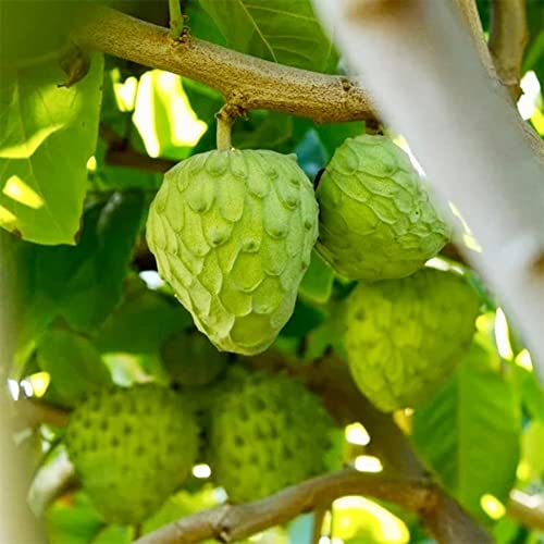 QAUZUY GARDEN 5 Seeds Cherimoya Custard Apple Seeds Annona Cherimola - Organic Delicious Sweet Juicy White Fleshed Tropical Exotic Fruit - Easy Grow & Harvest