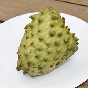 QAUZUY GARDEN 5 Seeds Cherimoya Custard Apple Seeds Annona Cherimola - Organic Delicious Sweet Juicy White Fleshed Tropical Exotic Fruit - Easy Grow & Harvest