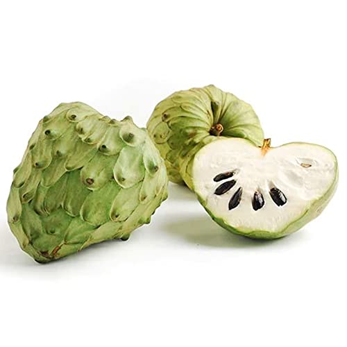 QAUZUY GARDEN 5 Seeds Cherimoya Custard Apple Seeds Annona Cherimola - Organic Delicious Sweet Juicy White Fleshed Tropical Exotic Fruit - Easy Grow & Harvest