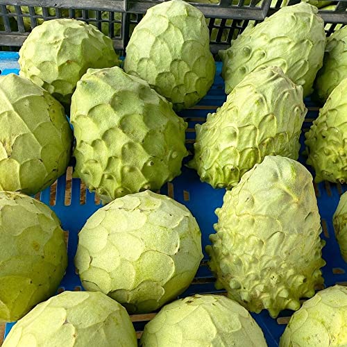 QAUZUY GARDEN 5 Seeds Cherimoya Custard Apple Seeds Annona Cherimola - Organic Delicious Sweet Juicy White Fleshed Tropical Exotic Fruit - Easy Grow & Harvest