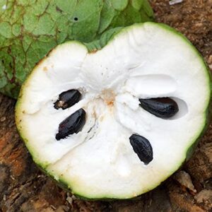 QAUZUY GARDEN 5 Seeds Cherimoya Custard Apple Seeds Annona Cherimola - Organic Delicious Sweet Juicy White Fleshed Tropical Exotic Fruit - Easy Grow & Harvest