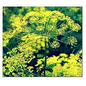 250 Bouquet Dill Seeds | Non-GMO | Fresh Garden Seeds