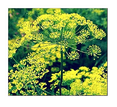 250 Bouquet Dill Seeds | Non-GMO | Fresh Garden Seeds