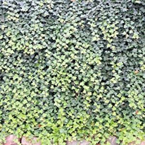 Hedera Helix Seeds English Ivy Vine 50 Seeds
