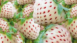 white strawberry seeds – 200+ seeds – white pineberry seeds – made in usa, ships from iowa.
