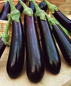 raise me up: seeds black eggplant long pop non gmo heirloom