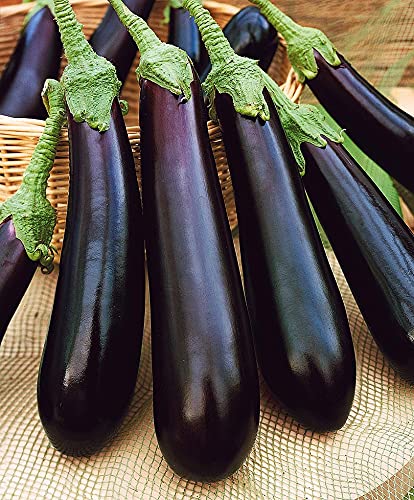 RAISE ME UP: Seeds Black Eggplant Long Pop Non GMO Heirloom