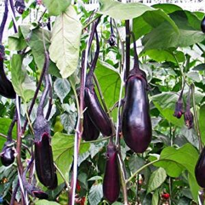 RAISE ME UP: Seeds Black Eggplant Long Pop Non GMO Heirloom