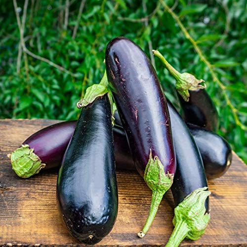 RAISE ME UP: Seeds Black Eggplant Long Pop Non GMO Heirloom