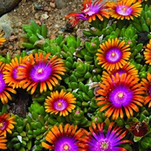 Perennial Farm Marketplace Delosperma 'Fire Spinner' (Ice Plant) Groundcover, 1 Quart, Bright Orange Petals with Purplish-Pink Centers