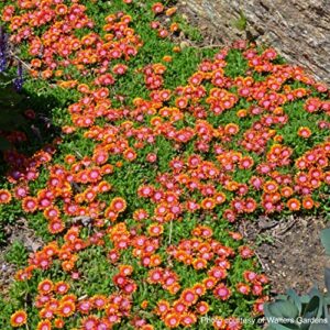 Perennial Farm Marketplace Delosperma 'Fire Spinner' (Ice Plant) Groundcover, 1 Quart, Bright Orange Petals with Purplish-Pink Centers