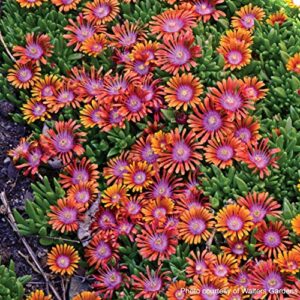 Perennial Farm Marketplace Delosperma 'Fire Spinner' (Ice Plant) Groundcover, 1 Quart, Bright Orange Petals with Purplish-Pink Centers