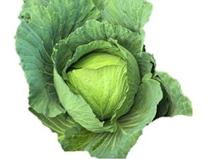 cabbage early jersey wakefield seeds for growing heirloom microgreens sprouting or garden non gmo usa #164 (2000 seeds)