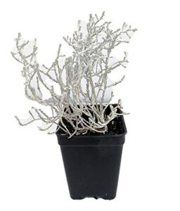 cushion bush – leucophyta brownii- 2.5″ pot – terrarium/fairy garden/house plant