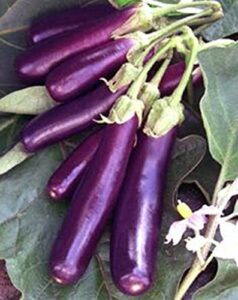 eggplant, long purple eggplant seeds, heirloom, non gmo, 25 seeds, garden seed, long purple, heirloom, non gmo, 25+seeds, garden seed