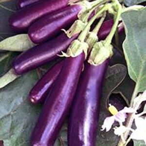 Eggplant, Long Purple Eggplant Seeds, Heirloom, Non GMO, 25 Seeds, Garden Seed, Long Purple, Heirloom, Non GMO, 25+Seeds, Garden Seed