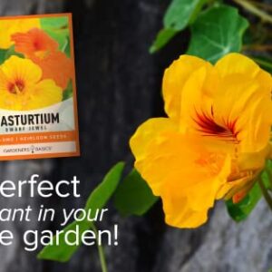 Nasturtium Flower Seeds for Planting (Dwarf Jewel) - Edible Flower Open Pollinated, Non-GMO Annual Flower Seed for Flower Gardens by Gardeners Basics