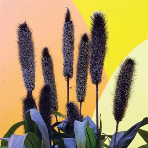 CHUXAY GARDEN 25 Seeds Pennisetum Glaucum 'Purple Majesty' Seeds,Ornamental Millet Annual Grass Drought Tolerant Easy Grow