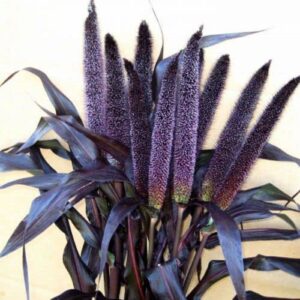 CHUXAY GARDEN 25 Seeds Pennisetum Glaucum 'Purple Majesty' Seeds,Ornamental Millet Annual Grass Drought Tolerant Easy Grow