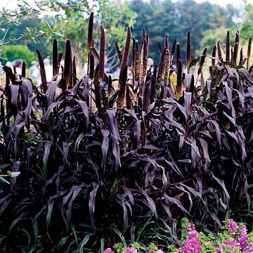 CHUXAY GARDEN 25 Seeds Pennisetum Glaucum 'Purple Majesty' Seeds,Ornamental Millet Annual Grass Drought Tolerant Easy Grow