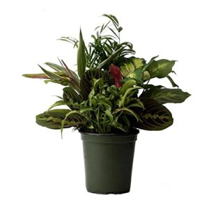 american plant exchange live dish garden assorted foliage plants, plant pot for home and garden decor, 6″ pot
