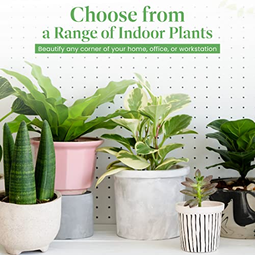 American Plant Exchange Live Dish Garden Assorted Foliage Plants, Plant Pot for Home and Garden Decor, 6" Pot