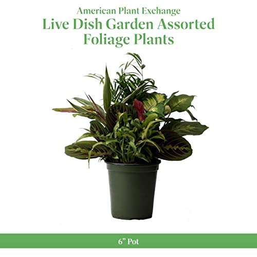 American Plant Exchange Live Dish Garden Assorted Foliage Plants, Plant Pot for Home and Garden Decor, 6" Pot