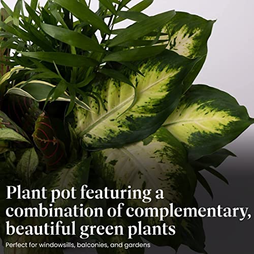 American Plant Exchange Live Dish Garden Assorted Foliage Plants, Plant Pot for Home and Garden Decor, 6" Pot