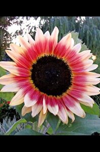 sunflower seeds for planting (50 seeds per packet) – easy to grow a diverse sunflower garden (strawberry blonde)