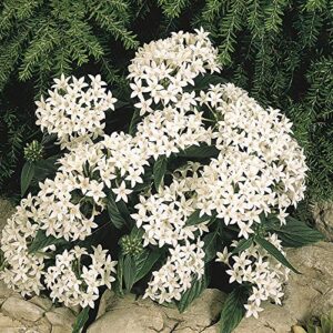 outsidepride pentas white garden flower container plant – 50 seeds