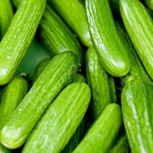 Persian Middle East Cucumber Seeds high yields of 5 to 7" Long Sweet Cucumbers(25 - Seeds)