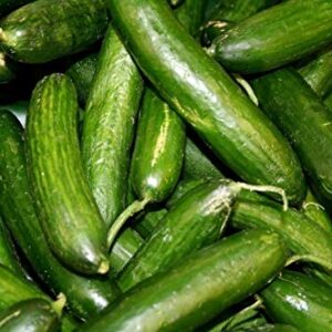 Persian Middle East Cucumber Seeds high yields of 5 to 7" Long Sweet Cucumbers(25 - Seeds)