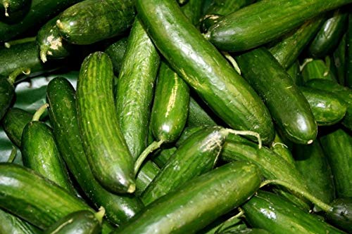 Persian Middle East Cucumber Seeds high yields of 5 to 7" Long Sweet Cucumbers(25 - Seeds)