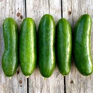 Persian Middle East Cucumber Seeds high yields of 5 to 7" Long Sweet Cucumbers(25 - Seeds)