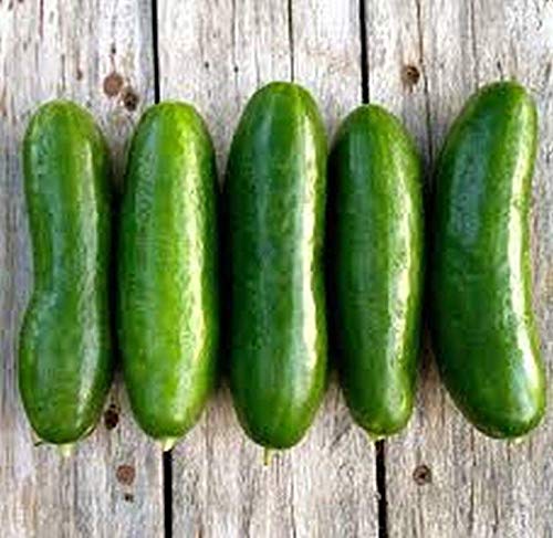 Persian Middle East Cucumber Seeds high yields of 5 to 7" Long Sweet Cucumbers(25 - Seeds)