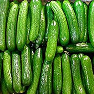 Persian Middle East Cucumber Seeds high yields of 5 to 7" Long Sweet Cucumbers(25 - Seeds)