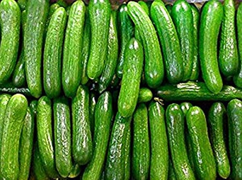 Persian Middle East Cucumber Seeds high yields of 5 to 7" Long Sweet Cucumbers(25 - Seeds)