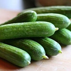 Persian Middle East Cucumber Seeds high yields of 5 to 7" Long Sweet Cucumbers(25 - Seeds)