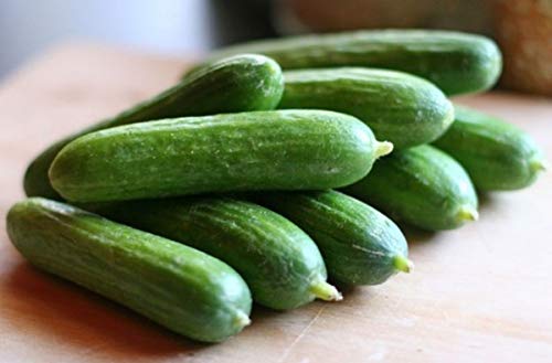 Persian Middle East Cucumber Seeds high yields of 5 to 7" Long Sweet Cucumbers(25 - Seeds)