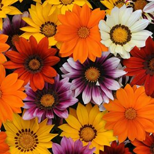 outsidepride gazania new day mix heat & drought tolerant garden flower & ground cover plants – 200 seeds