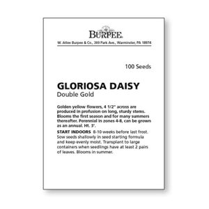 Burpee Double Gold Gloriosa Daisy Seeds 100 seeds